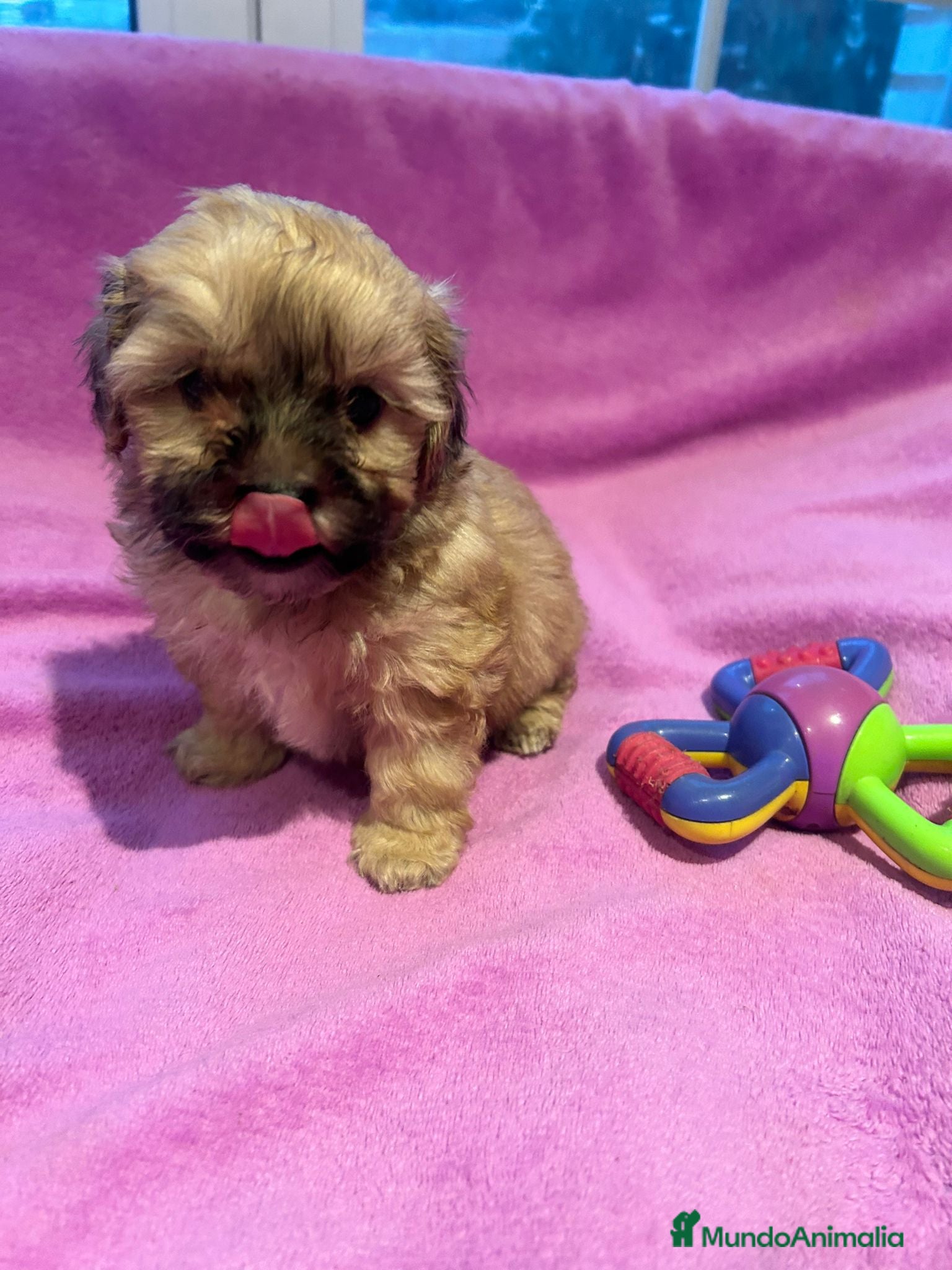 Bichón Habanero perros Bichón habanero  - Anuncio 19