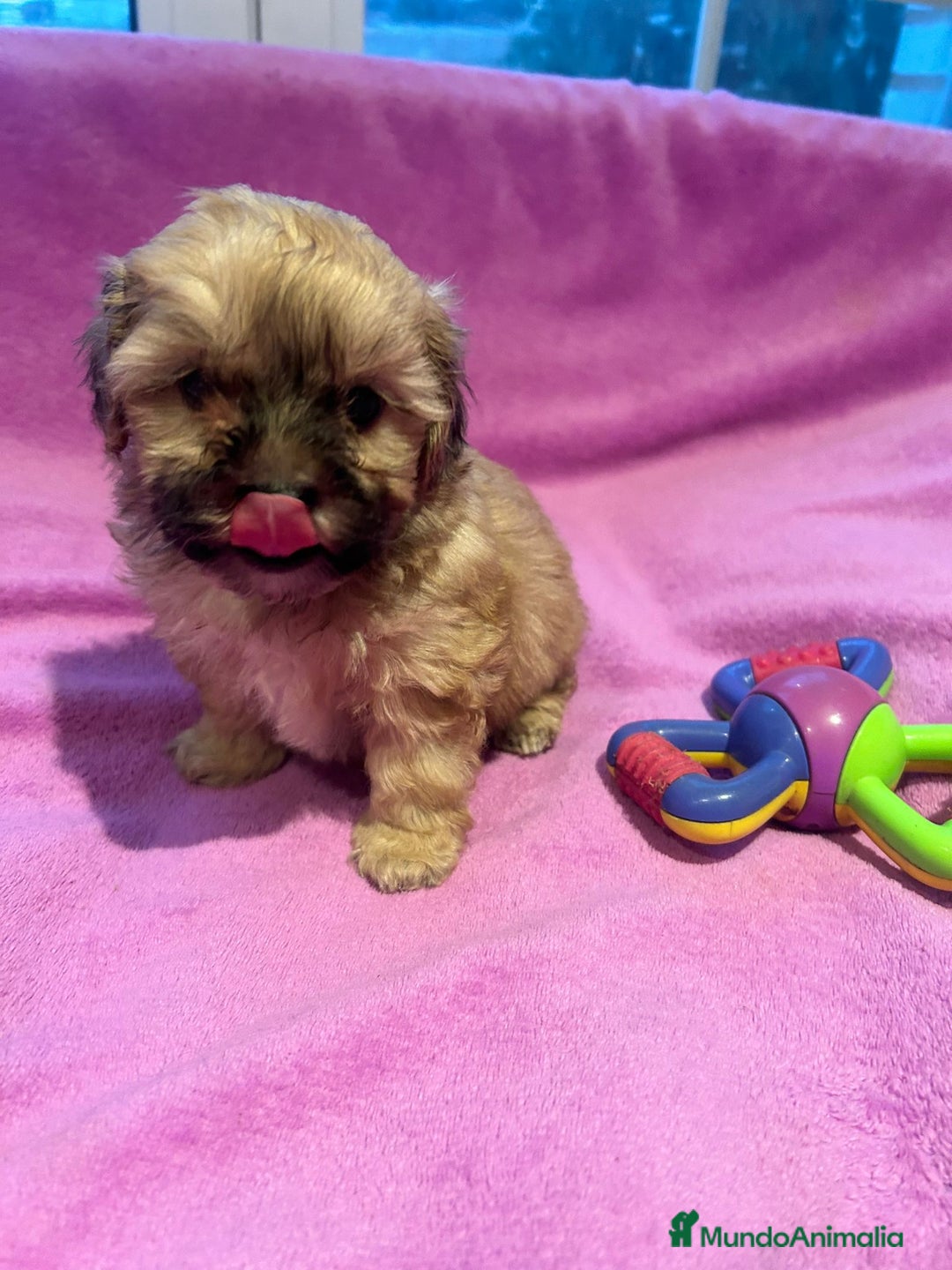 Bichón Habanero perros en venta: Bichón habanero  - Anuncio 1