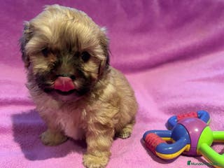 Bichón Habanero perros Bichón habanero - Anuncio 25