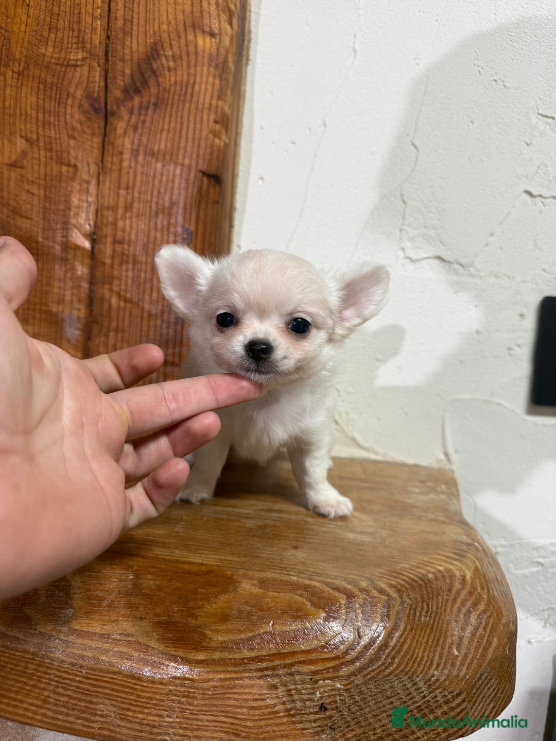 Chihuahua perros en venta: Excelente chihuahua - Imagen 3