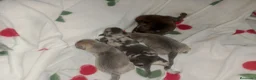 Raza Mixta perros en venta: Camada de Greyhuahua  - Anuncio 4