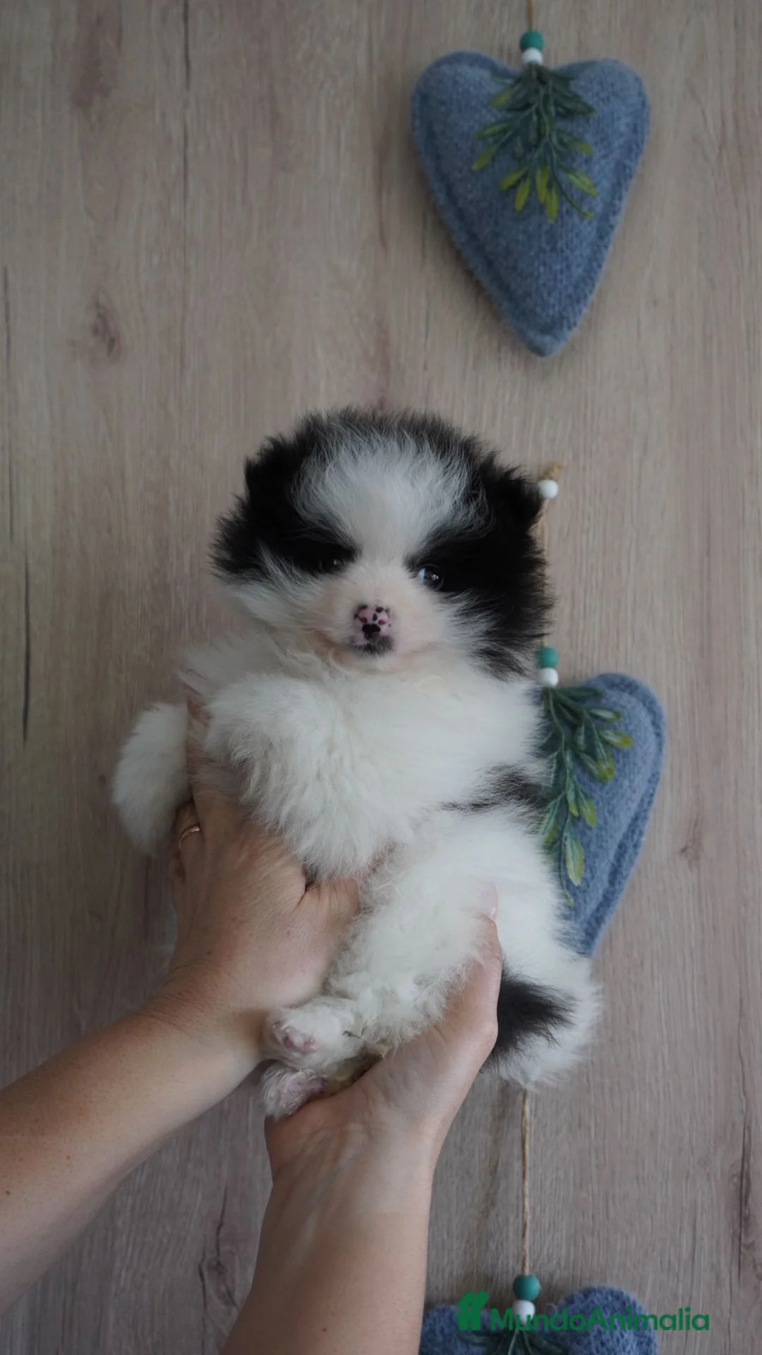 Pomerania perros en venta: Pomerania miniatura  - Anuncio 1