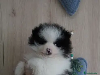 Pomerania perros Pomerania miniatura - Anuncio 3
