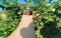 Teckel Miniatura perros en venta: Teckel mini  - Imagen 2