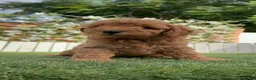 Caniche Enano perros en venta: CANICHE ENANO - Anuncio 11