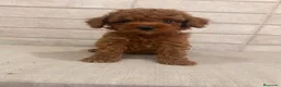 Caniche Toy perros en venta: caniche toy  - Anuncio 2