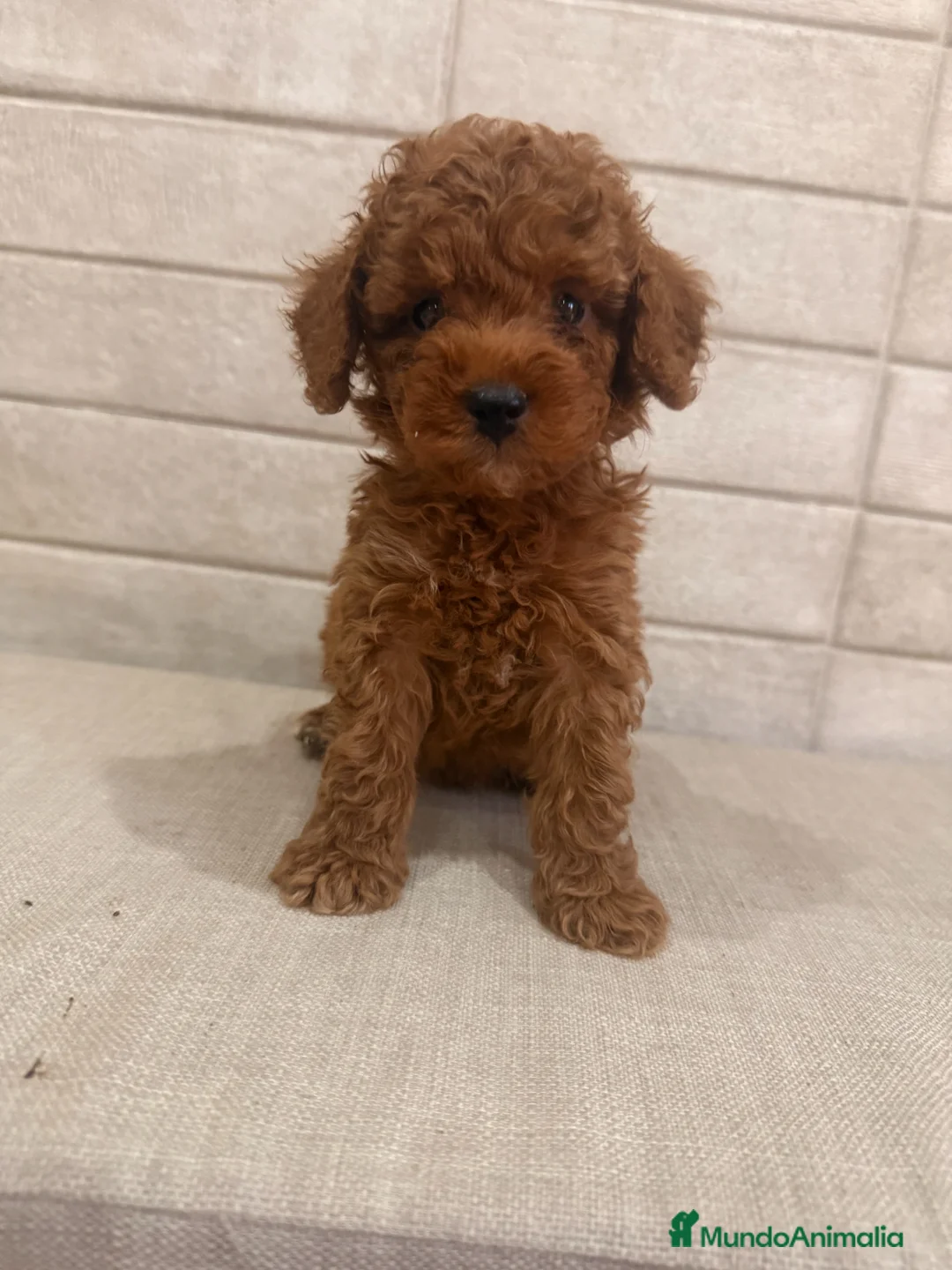 Caniche Toy perros en venta: caniche toy  - Anuncio 2