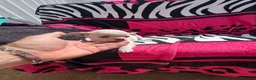 Chihuahua perros en venta: Chihuahua toy macho y hembra  en Barcelona - Anuncio 4