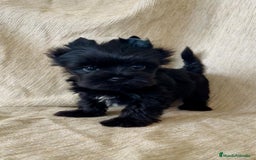 Biewer Yorkshire Terrier a la Pom Pon perros en venta: Cachorros yorkshire black exóticos  - Imagen 4