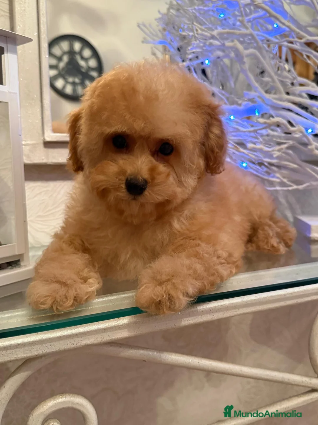 Caniche Toy perros en venta: Caniche toy apricot lista para entregar!! - Anuncio 2