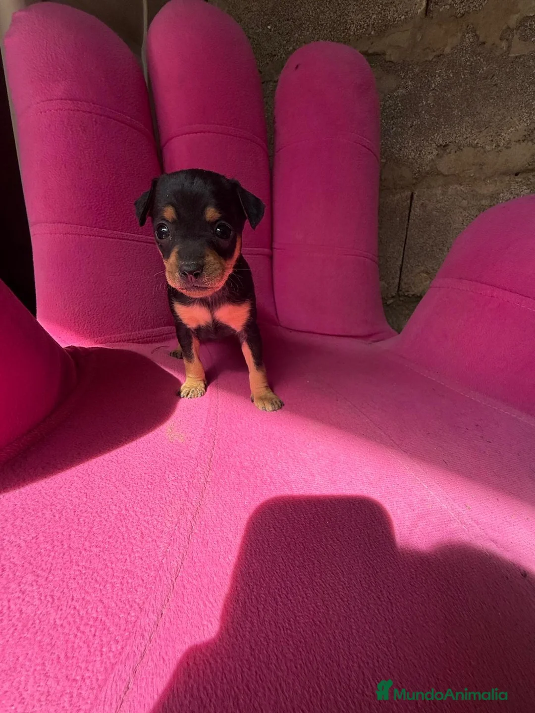 Ratón de Praga perros en venta: RATÓN DE PRAGA  - Anuncio 1