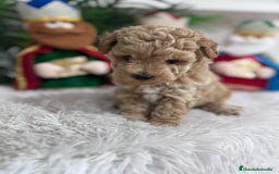 Caniche Toy perros en venta: CANICHE TOY - Anuncio 2