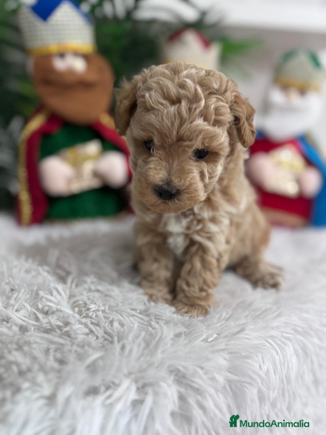 Caniche Toy perros en venta: CANICHE TOY - Anuncio 2