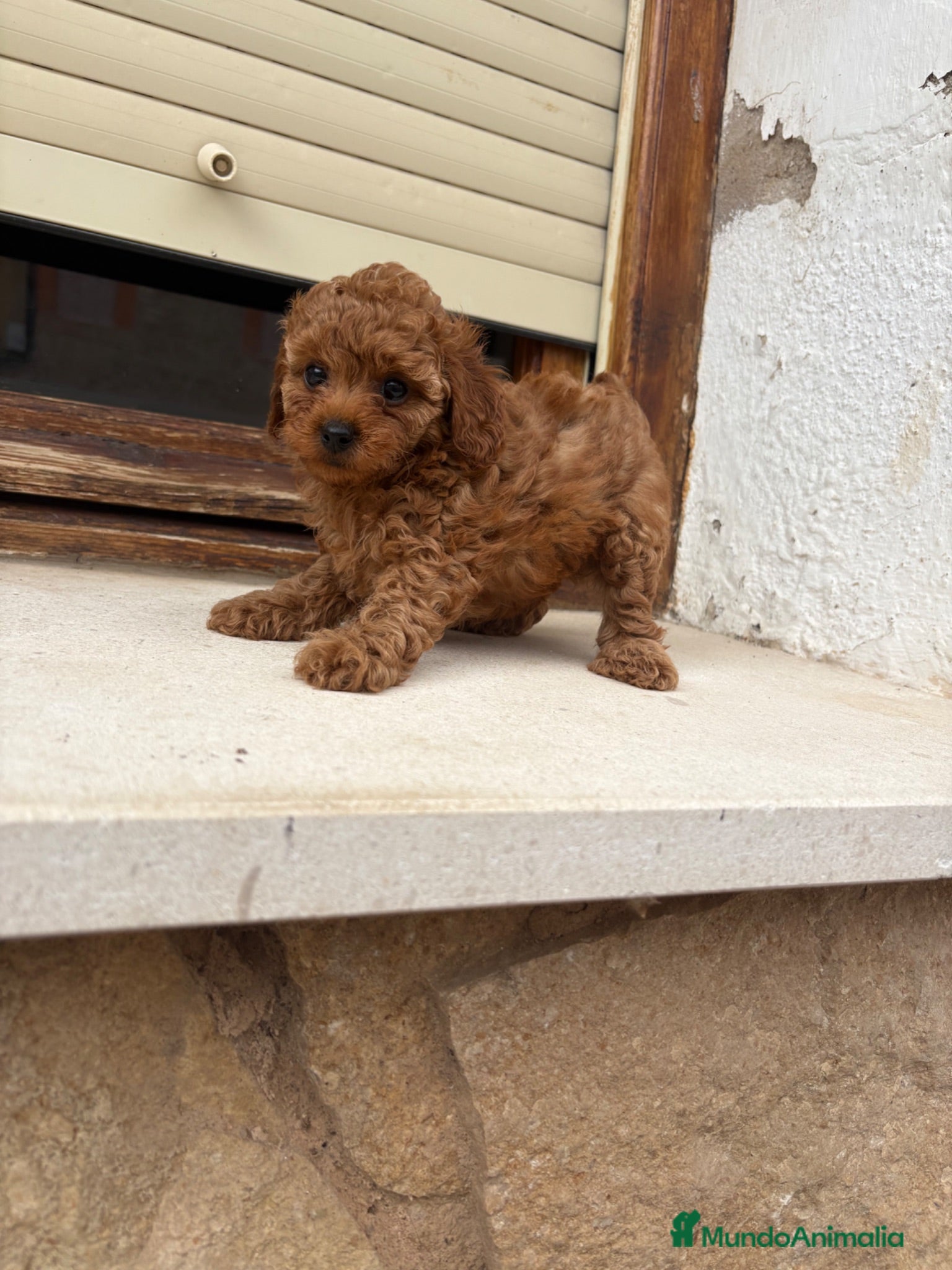 Caniche Toy perros Caniche Toy rojo - Anuncio 1