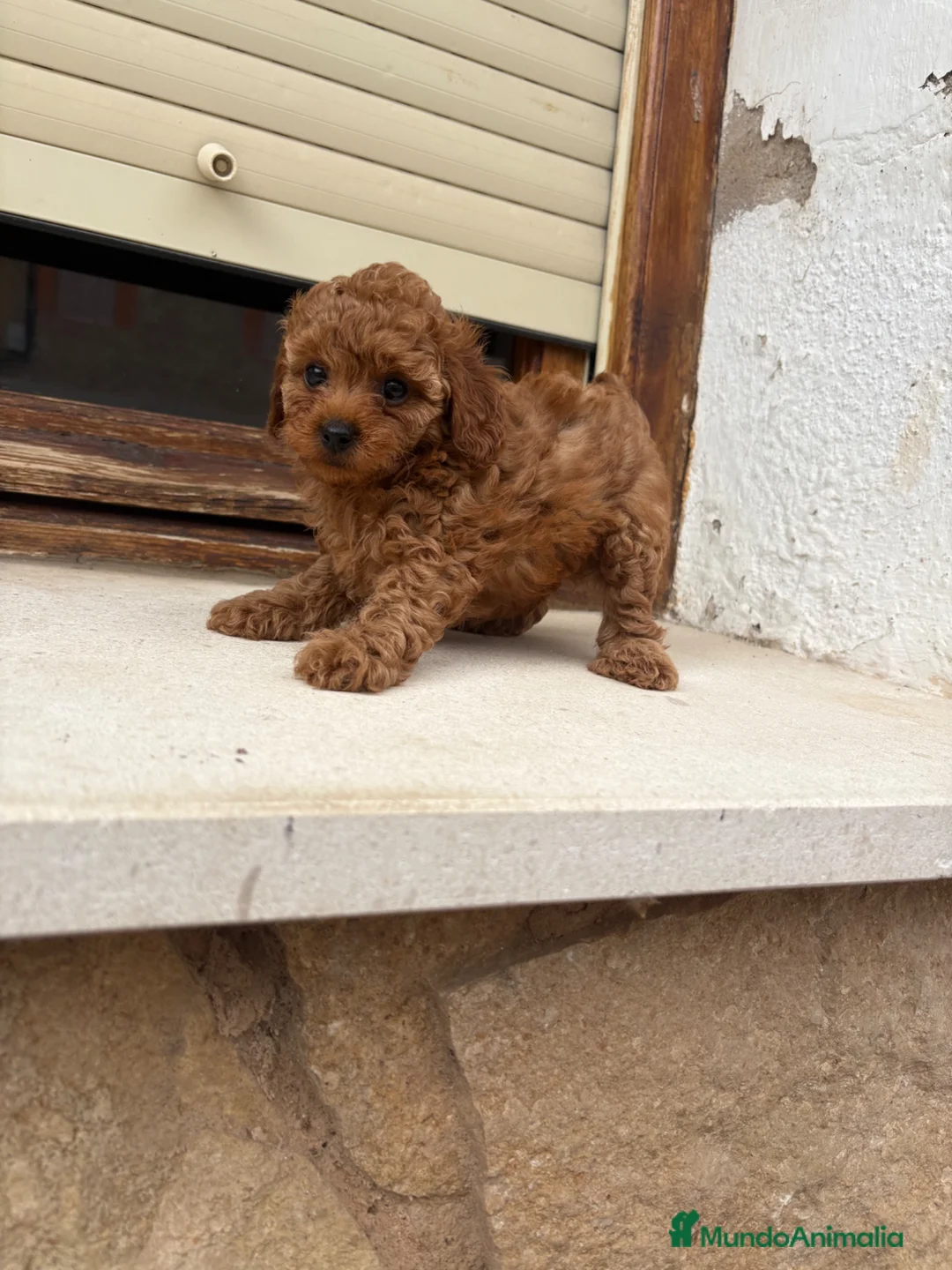 Caniche Toy perros en venta: Caniche Toy rojo - Anuncio 1