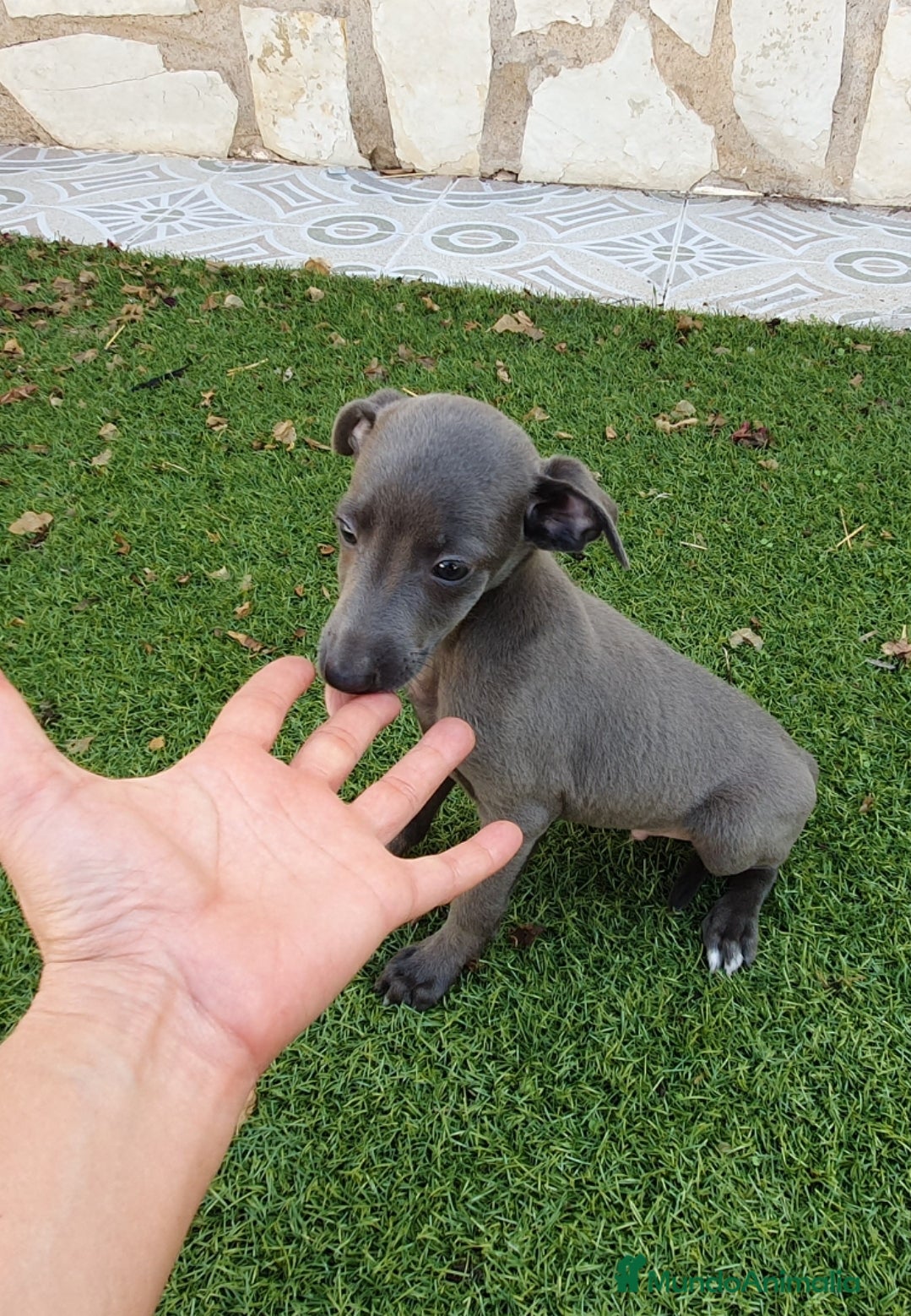Pequeño Lebrel Italiano perros Galgo enano Italiano - Anuncio 8