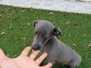 Pequeño Lebrel Italiano perros Galgo enano Italiano - Anuncio 4