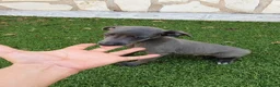 Pequeño Lebrel Italiano perros en venta: Galgo enano Italiano - Anuncio 1