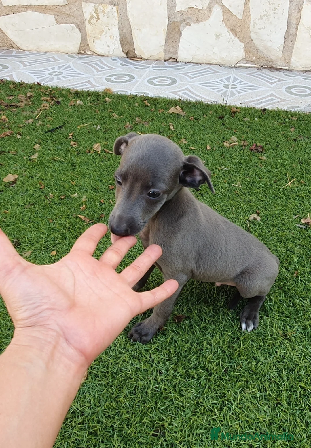 Pequeño Lebrel Italiano perros en venta: Galgo enano Italiano - Anuncio 1