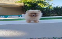 Pomerania perros en venta: Lulu de pomerania  - Imagen 5