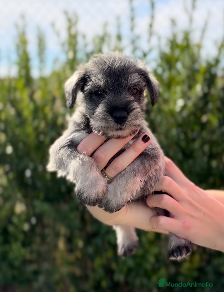 Schnauzer Mediano perros en venta: Cachorritos Schnauzer - Anuncio 1