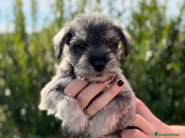 Schnauzer Mediano perros en venta: Cachorritos Schnauzer - Anuncio 1
