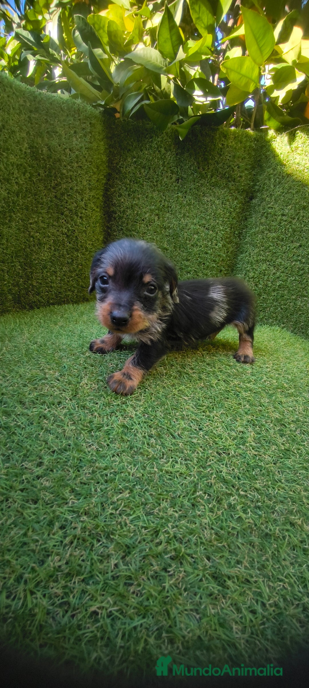 Teckel Miniatura perros en venta: camada teckel miniatura  - Anuncio 25