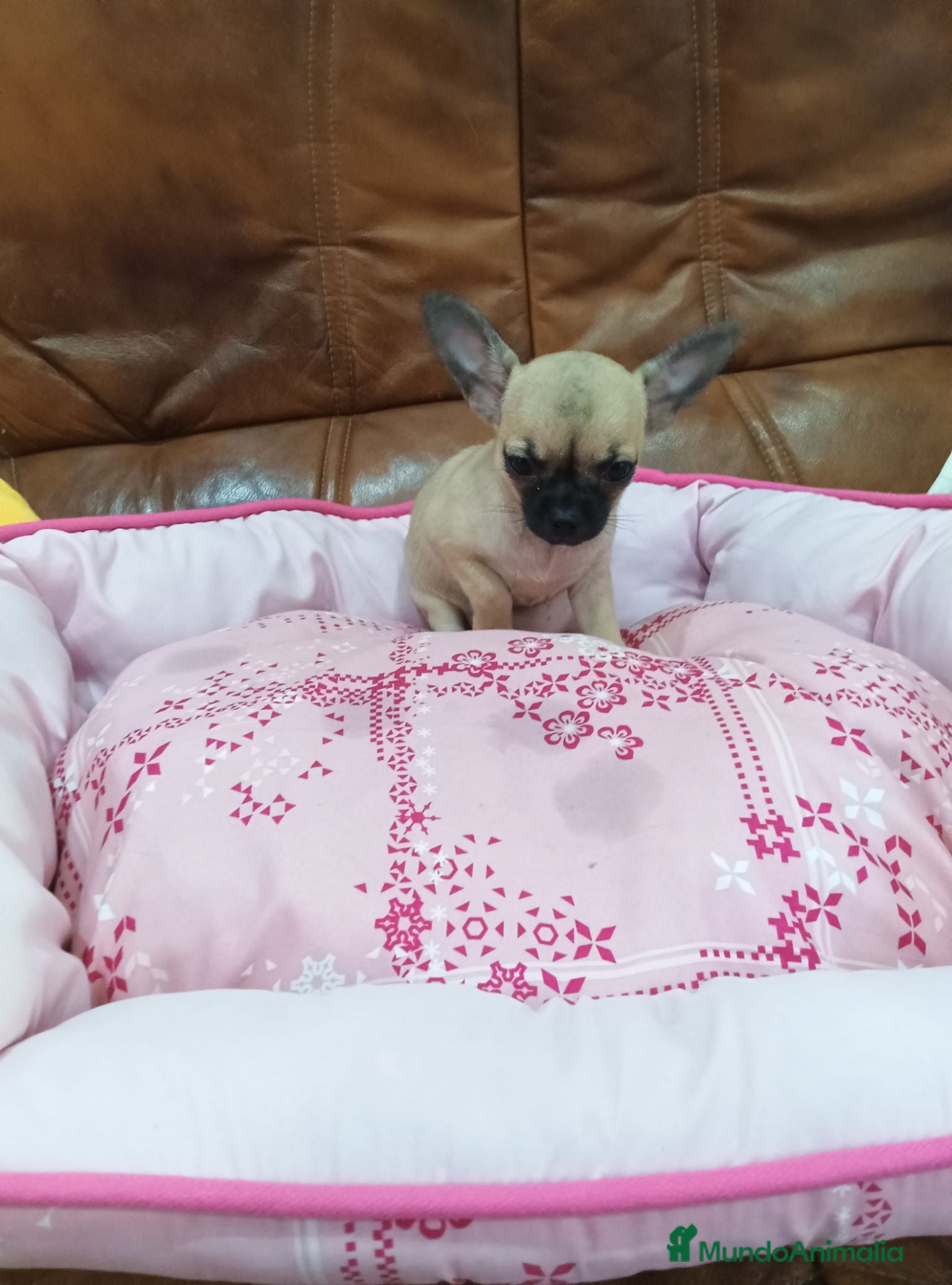 Chihuahua perros CHIHUAHUA TOY  - Anuncio 18