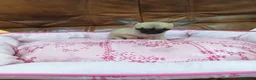 Chihuahua perros en venta: CHIHUAHUA TOY  - Anuncio 1