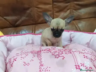 Chihuahua perros CHIHUAHUA TOY - Anuncio 1