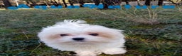Bichón Maltés perros en venta: Bichon Maltes Macho de Cora 4566 AQUANATURA - Anuncio 3