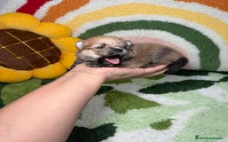 Pomerania perros en venta: Pomerania - Imagen 7