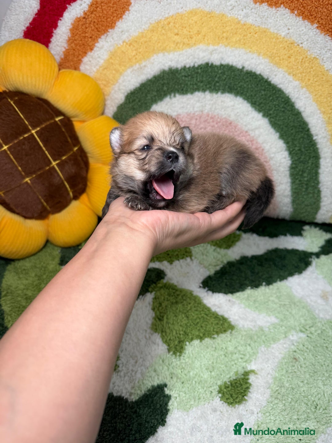 Pomerania perros en venta: Pomerania - Imagen 7