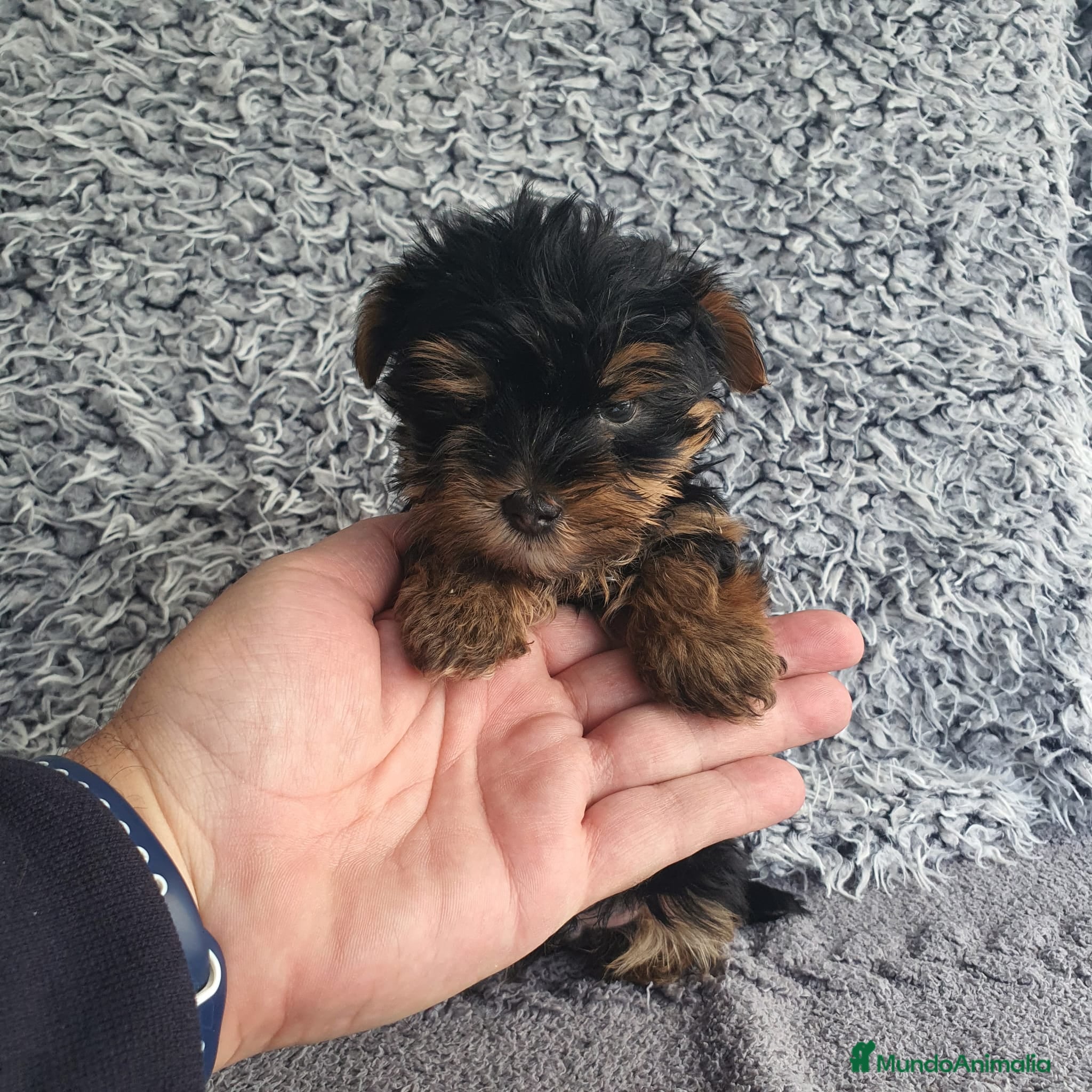 Yorkshire Terrier perros Yorkshire toy - Anuncio 2