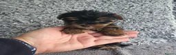 Yorkshire Terrier perros en venta: Yorkshire toy - Anuncio 1