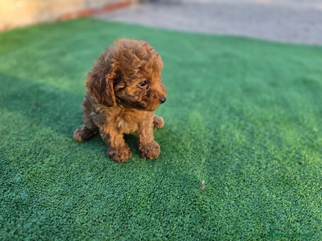 Caniche Toy perros en venta: Caniche toy - Anuncio 2