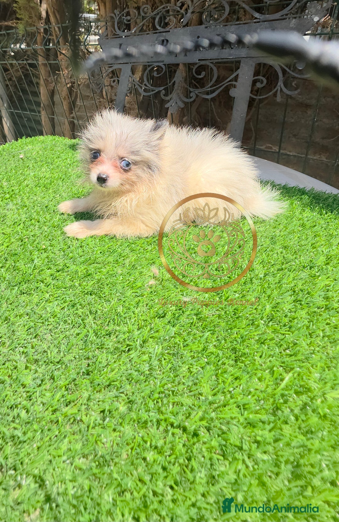 Pomerania perros en venta: Pomerania merles miniaturas  - Imagen 1