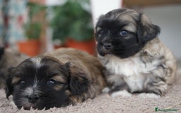 Maltipoo perros en venta: 🐾 Maxi y Boom – Maltipoo con encanto único ✨ - Imagen 1