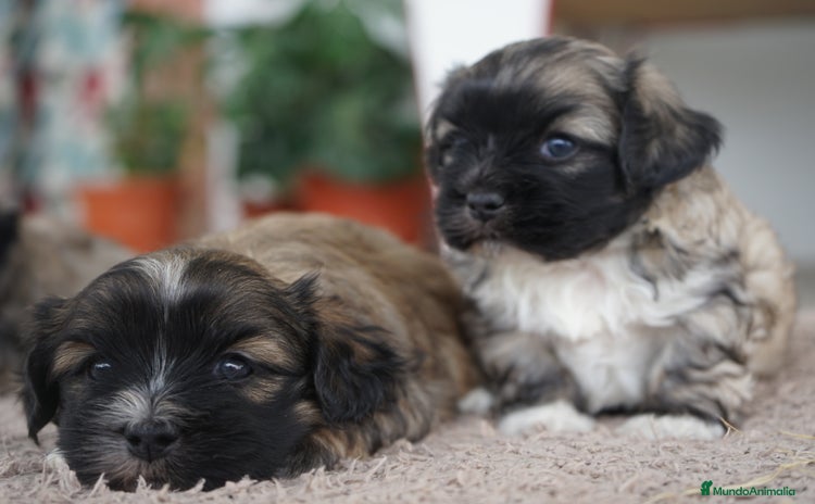 Maltipoo perros - Anuncio 7