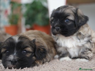Maltipoo perros - Anuncio 1