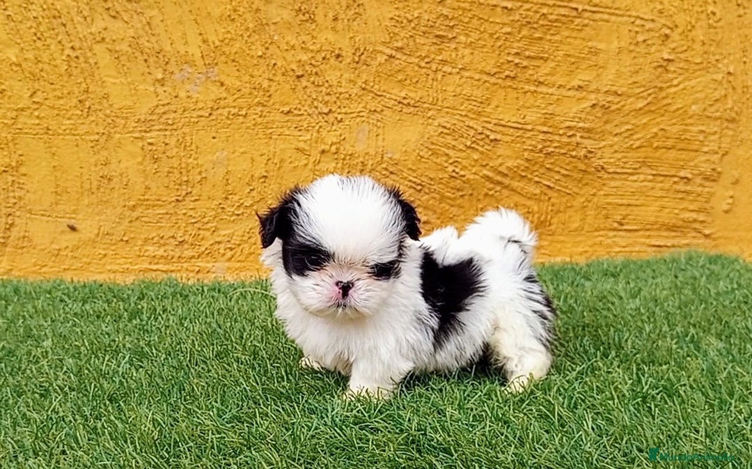 Shih Tzu perros en venta: MACHO SHIH TZU IMPERIAL MINIATURA  - Imagen 1