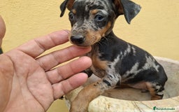 Pinscher Miniatura perros en venta: Mini Pincher colores exóticos  - Imagen 5