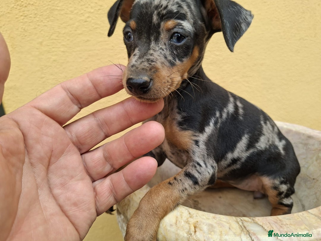 Pinscher Miniatura perros en venta: Mini Pincher colores exóticos  - Imagen 5
