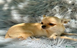 Chihuahua perros en venta: CHIHUAHUA MINI 1kilo 5 meses - Imagen 3