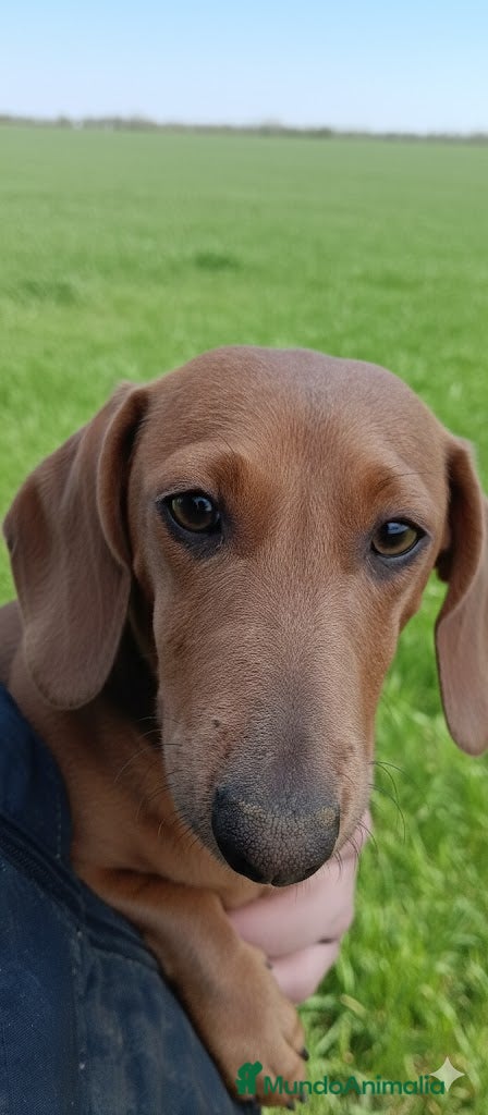 Teckel Miniatura perros Preciosa cachorra Teckel miniatura Isabella  - Anuncio 2