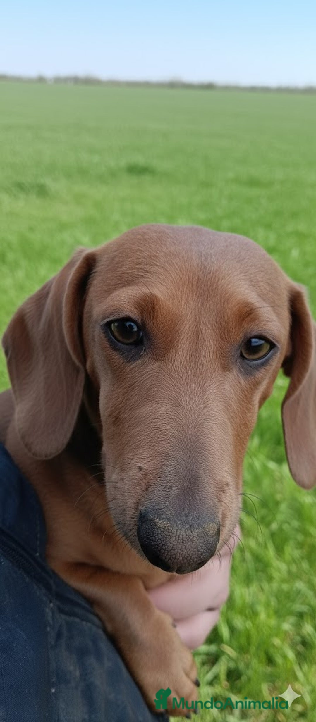 Teckel Miniatura perros en venta: Preciosa cachorra Teckel miniatura Isabella  - Anuncio 2