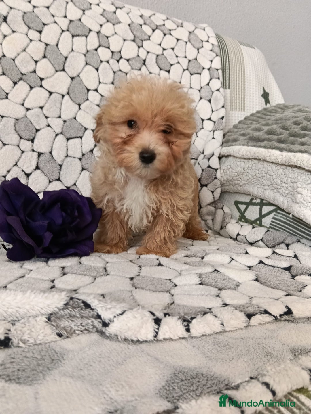 Maltipom perros en venta: Maltipoo toy  - Anuncio 5