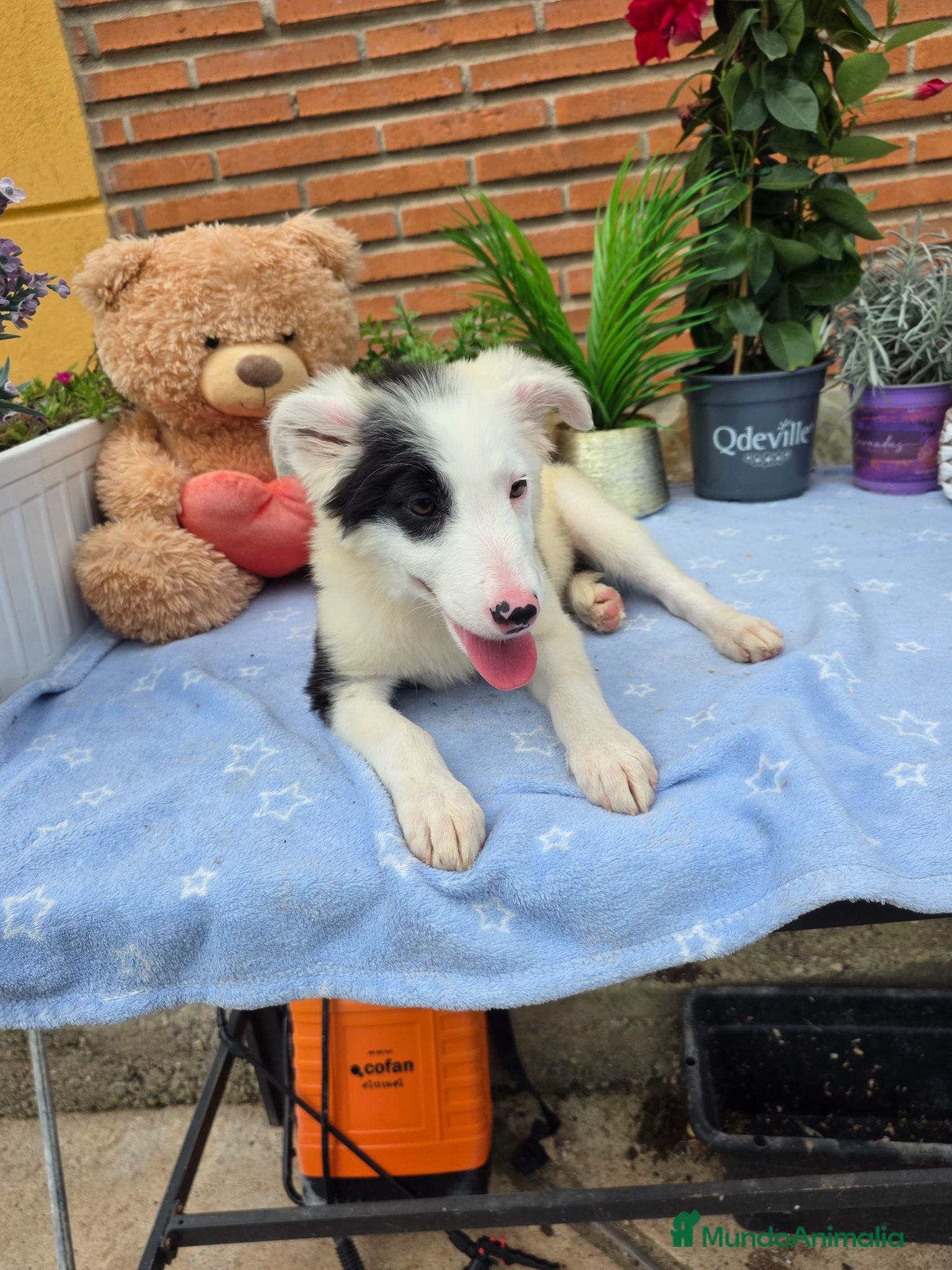 Border Collie perros Última hembra de border collie - Anuncio 1