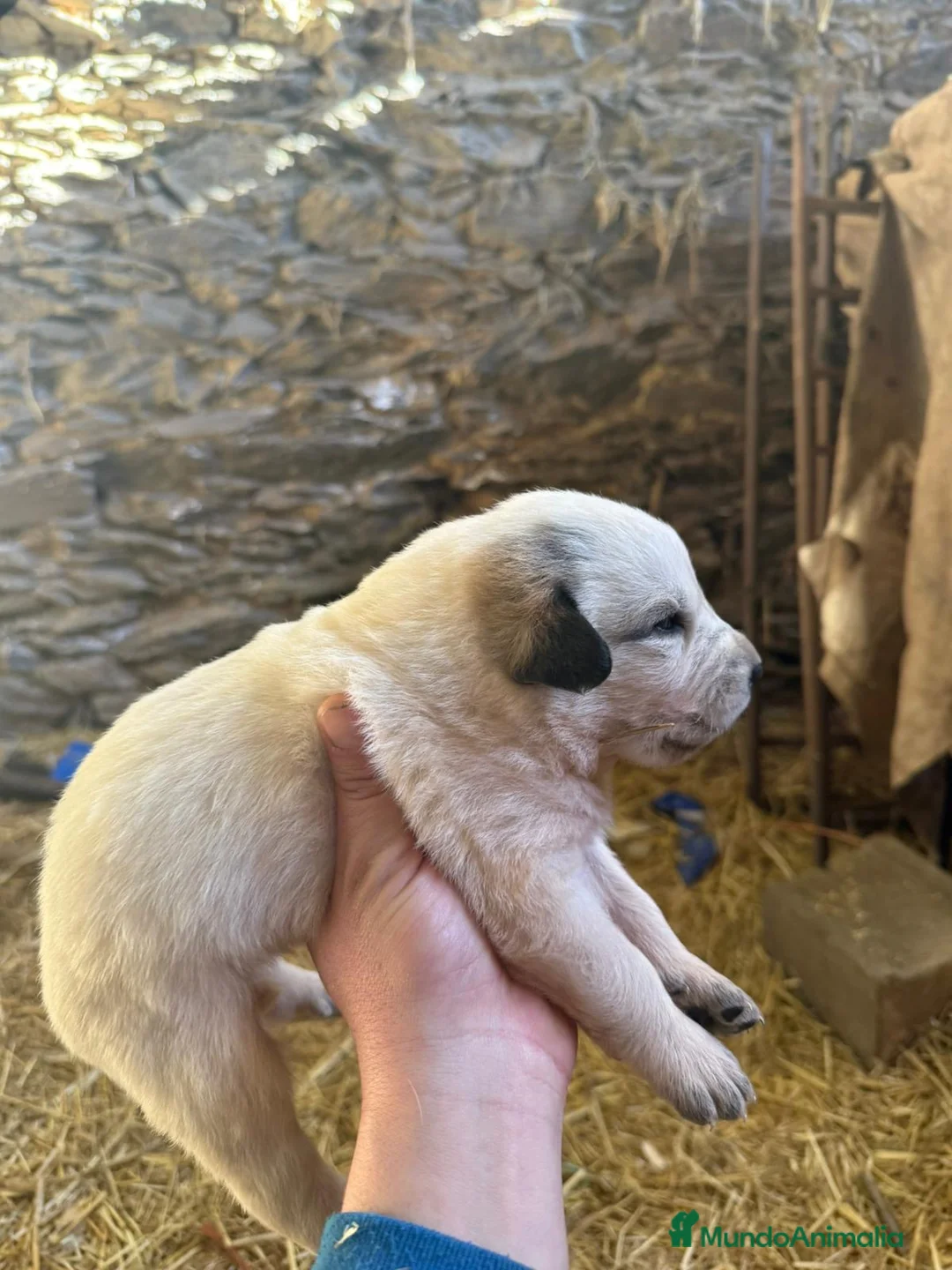 Mastín Español perros en venta: Preciosos mastines disponibles para reservar en Murcia - Anuncio 10