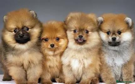 Pomerania perros CAMADA DE POMERANIA - MACHOS Y HEMRBAS DISPONIBLES - Anuncio 1